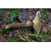 Мицелий Млечника древесинного / Млечник бурый (Lactarius lignyotus)